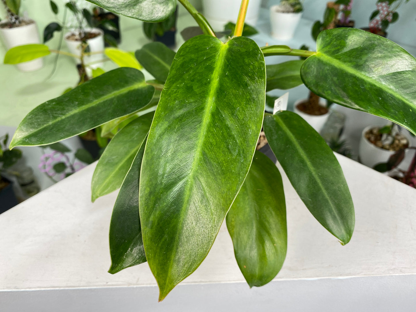 Philodendron "yellow domesticum" unknown hybrid / variety (2:U1) [645] | US Seller | In-Stock