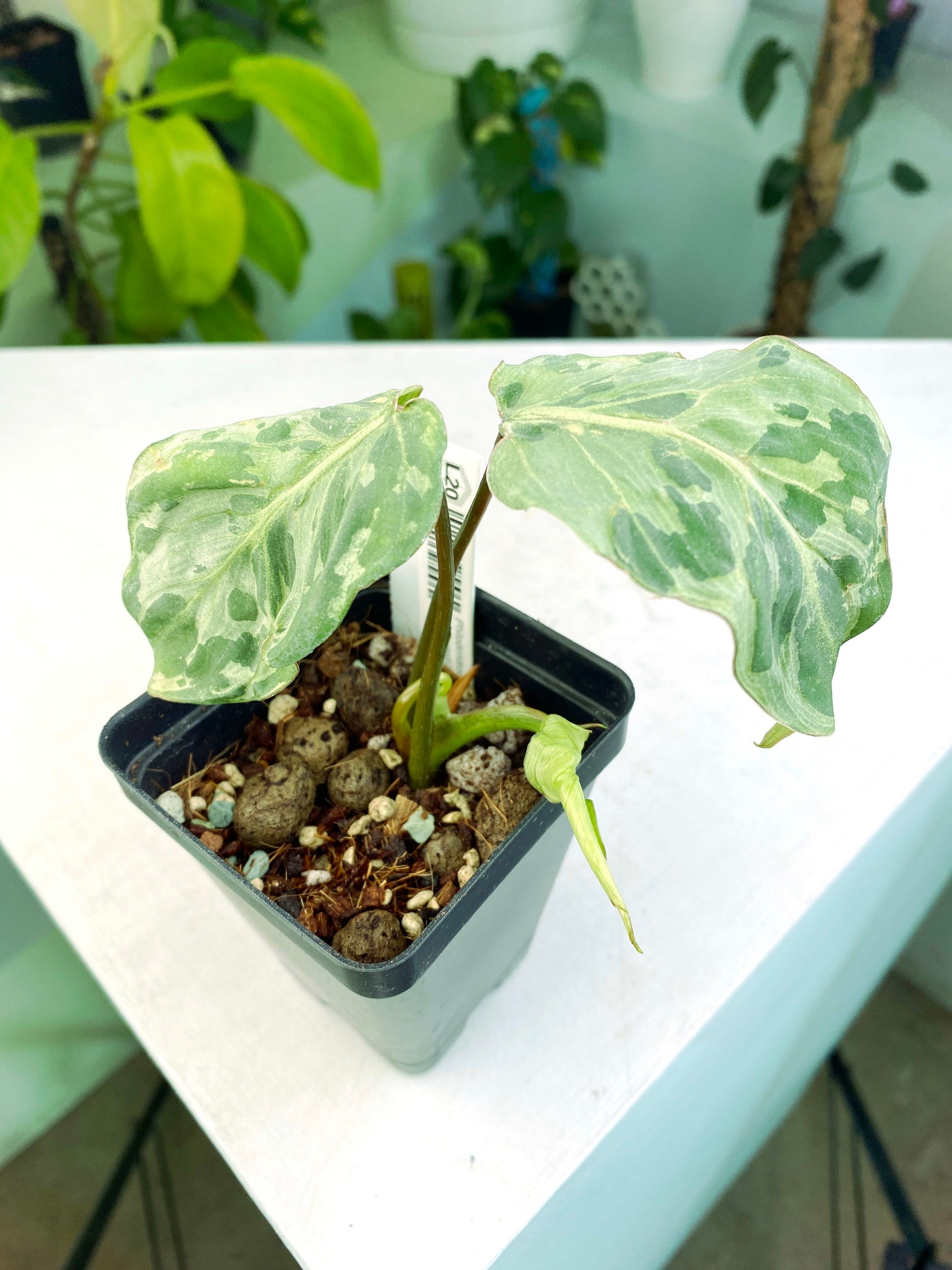 Philodendron gloriosum Variegated / mutation (3:L20) [1295] | US Seller | Rare Aroid | Exact Plant | In-Stock