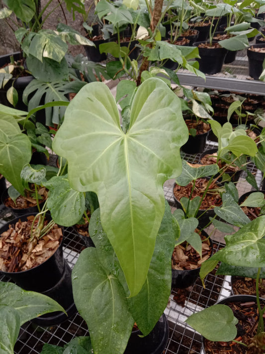 Anthurium × macrolobium Grower's Choice *Now In Stock* (5946P:3) | Rare Aroid