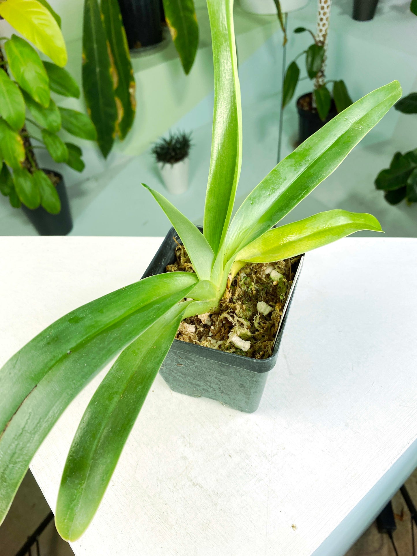 Paphiopedilum philippinense (G:S14) [617] | Exact Plant