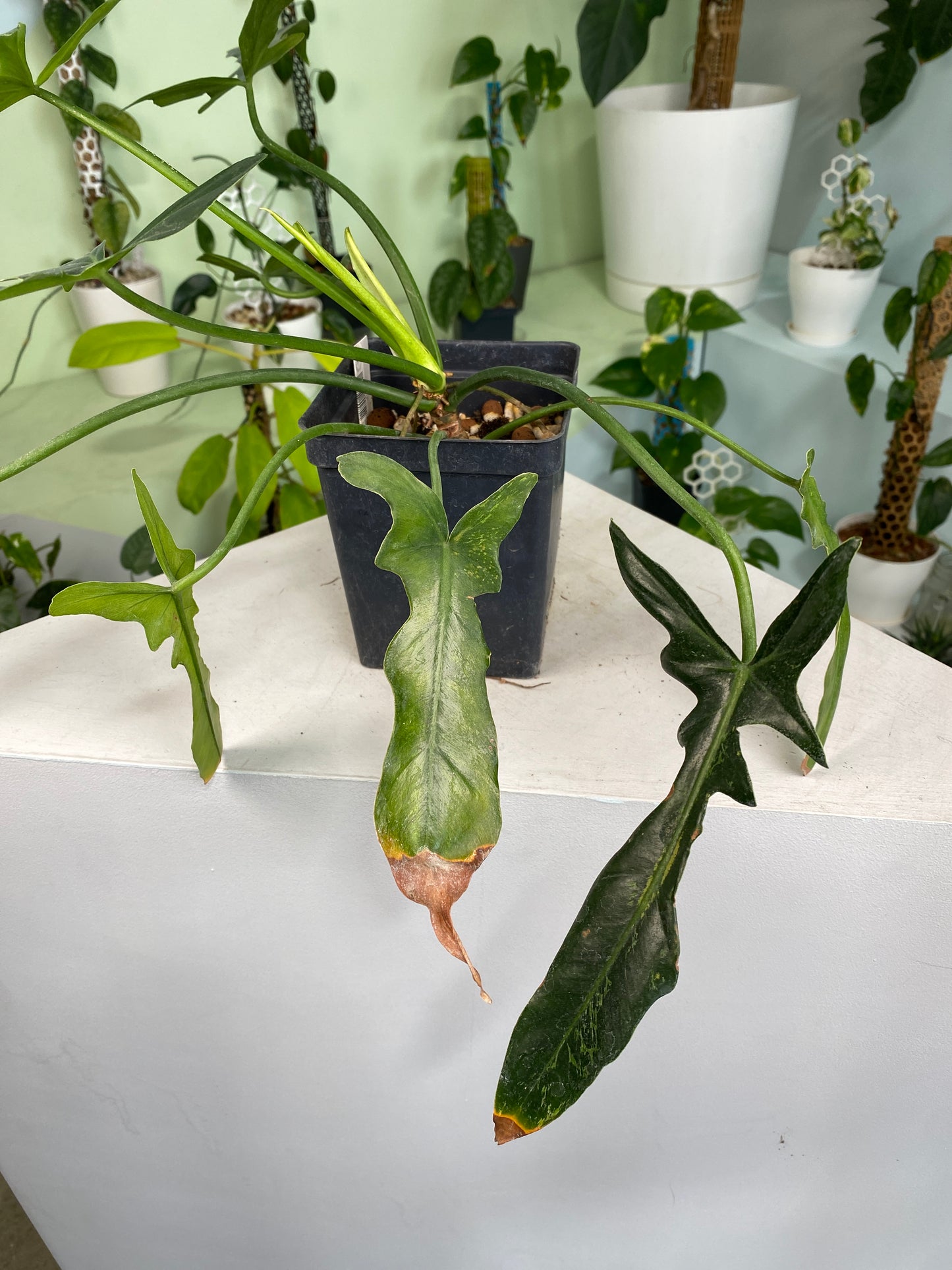 Philodendron "Golden Dragon Narrow" variegated (3:I3) [737] | US Seller | In-Stock