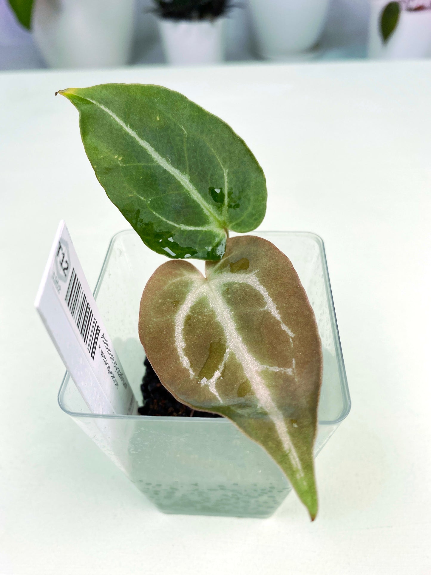 Anthurium crystallinum × warocqueanum ultra rare (3:T12) [1352] | Rare Aroid | Exact Plant