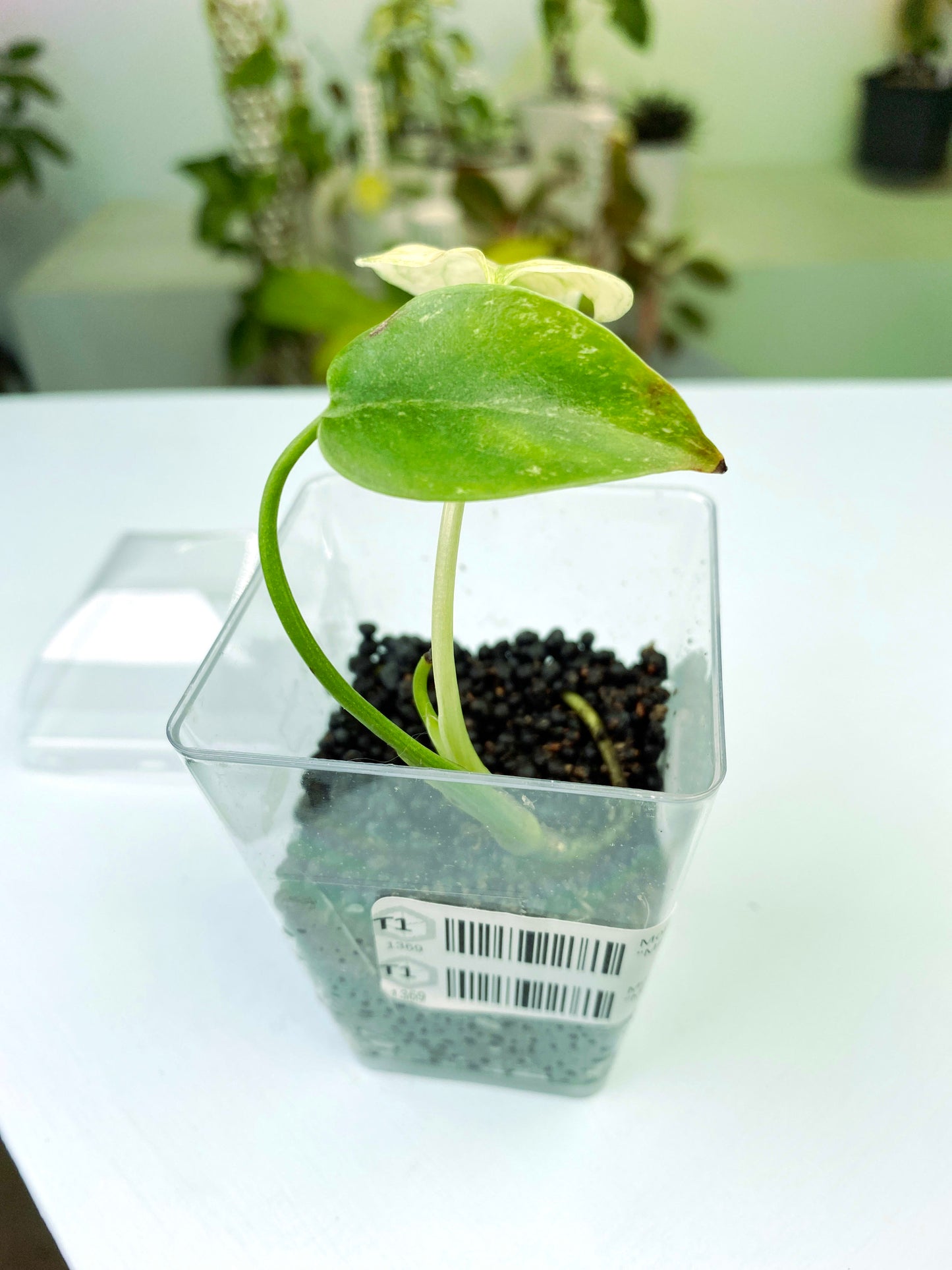 Monstera deliciosa "Mint" variegated (3:T1) [1369] | Rare Aroid | Exact Plant