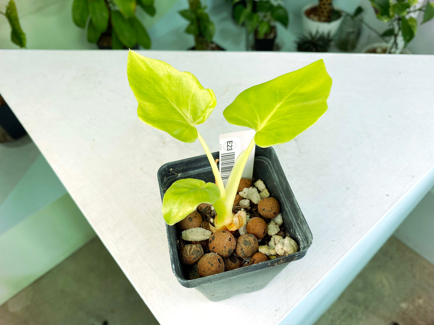 Philodendron warscewiczii "Aurea Flavum" (3:E23) [1122] | US Seller | Exact Plant | In-Stock