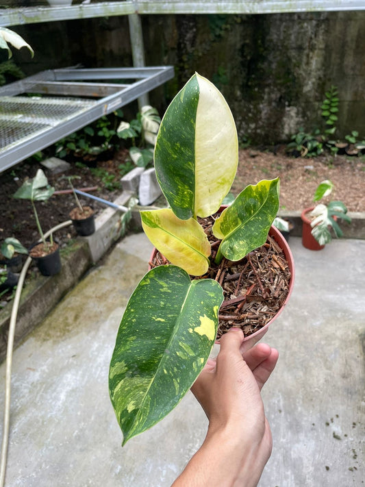 Philodendron "Green Congo Marble" variegated *Preorder* (5967P:3) | US-Based Seller | Rare Aroid