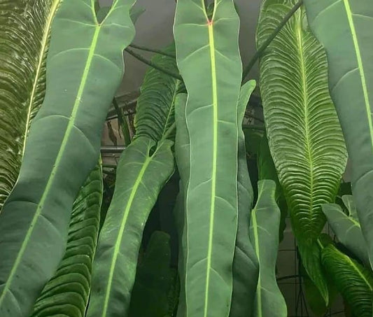 Philodendron spiritus-sancti *Preorder* (3230P:3) | Rare Aroid