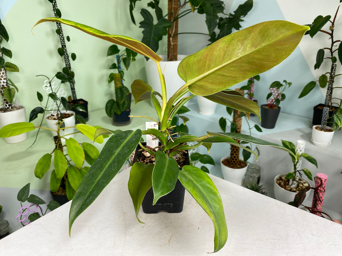 Philodendron "yellow domesticum" unknown hybrid / variety (2:U1) [645] | US Seller | In-Stock