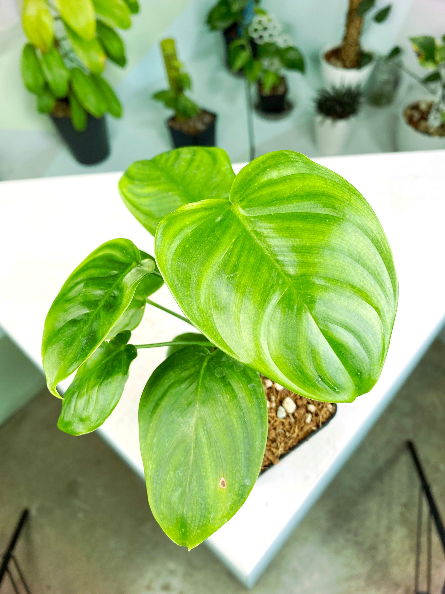 Philodendron tenue (3:D2) [1288] | US Seller | Exact Plant | In-Stock