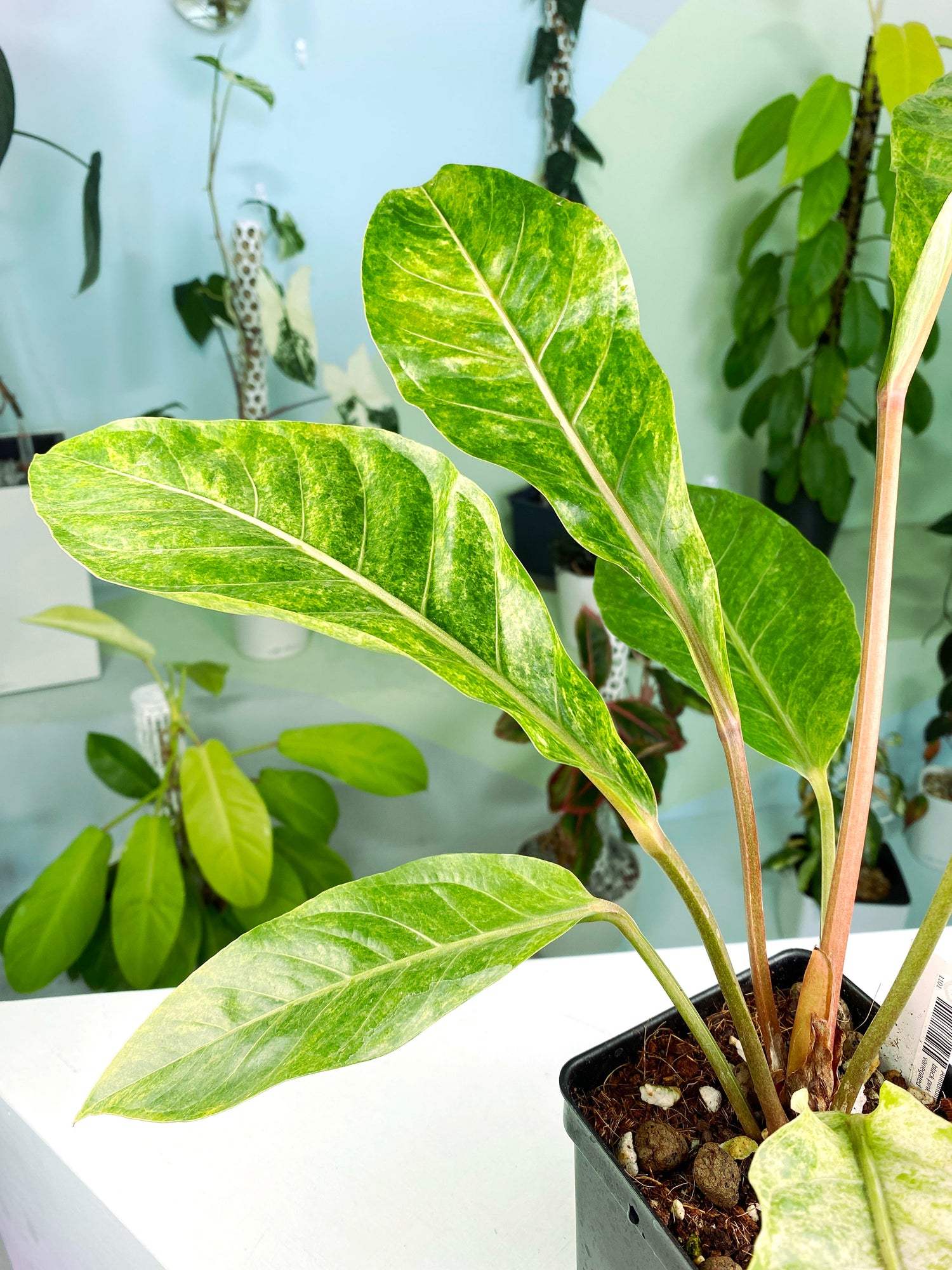 anthurium chinese name Anthurium hookeri black pink form variegated XL (B1)