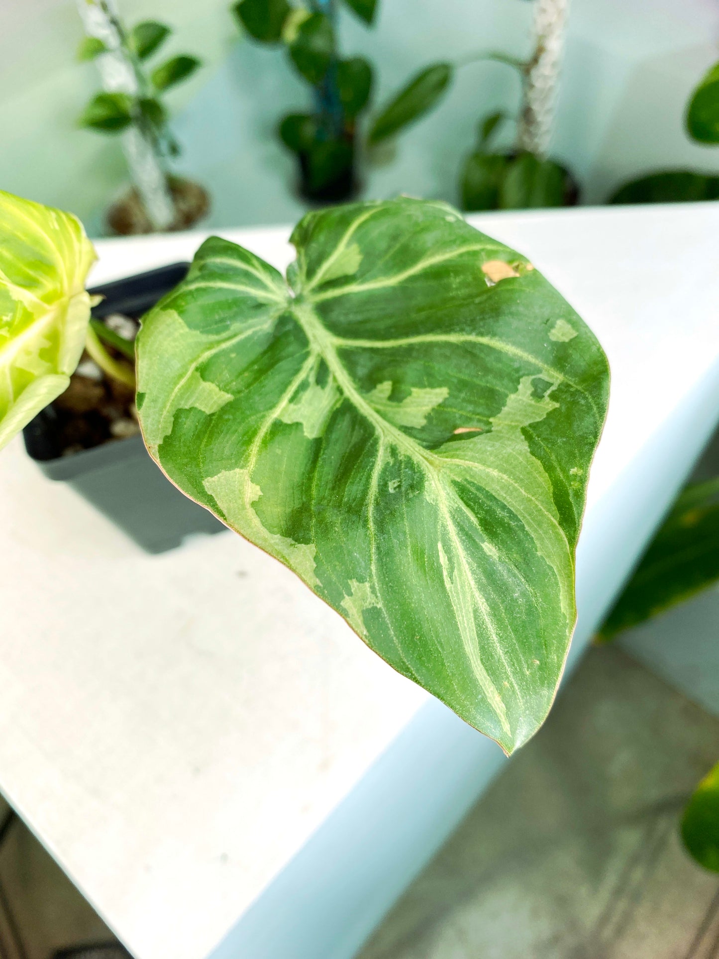 Philodendron gloriosum Variegated / mutation (3:L24) [1295] | US Seller | Rare Aroid | Exact Plant | In-Stock