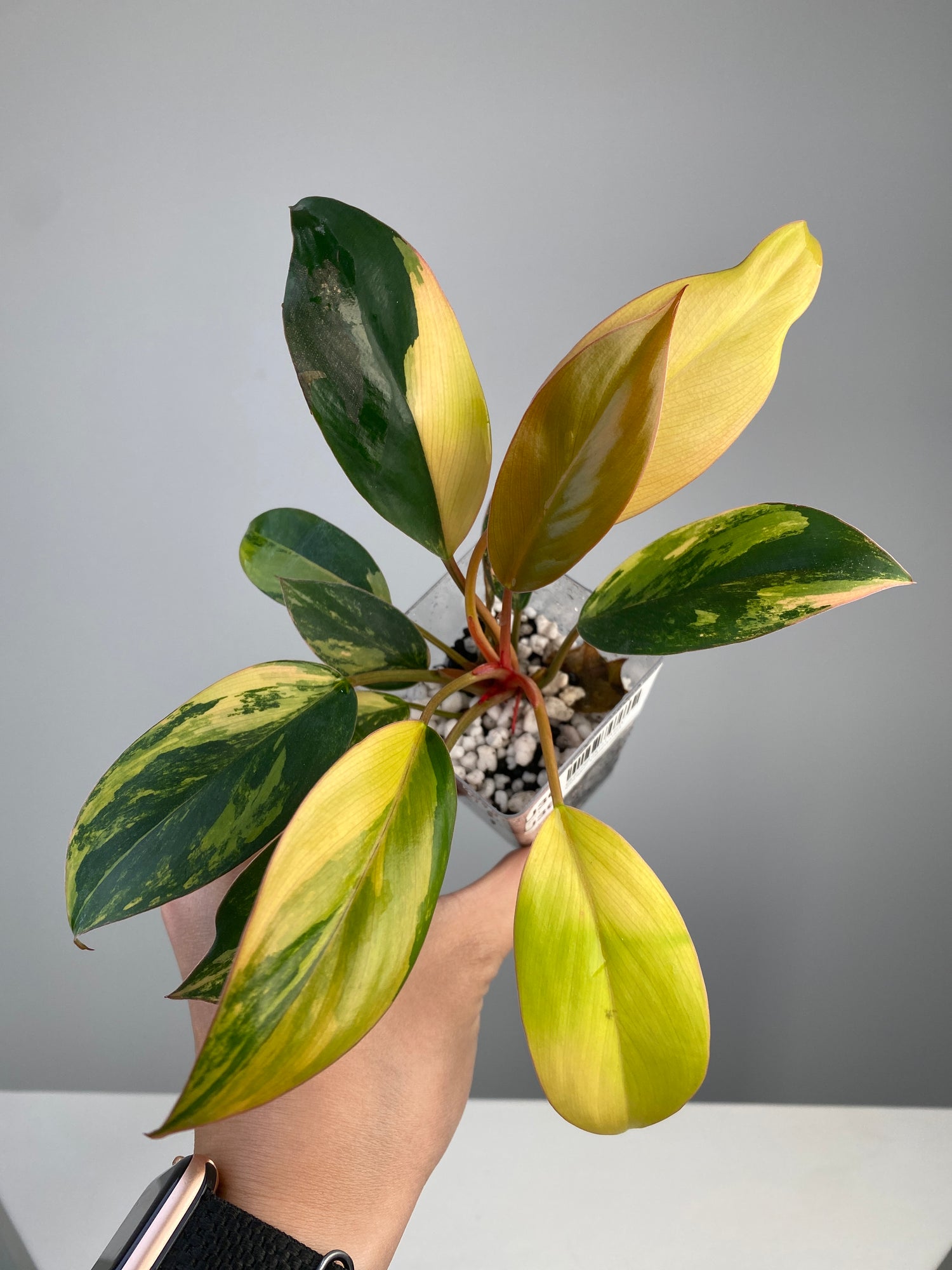 philodendron red congo variegated Philodendron Red Congo variegated Grower's Choice *In Stock*