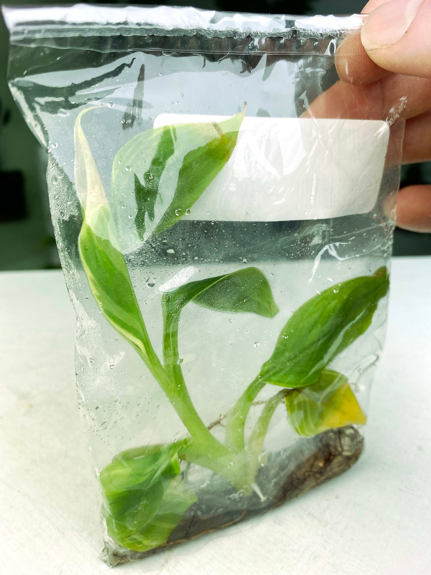 Musa "NO NO" variegated (G:L5) [1365] | US Seller | Exact Plant | In-Stock