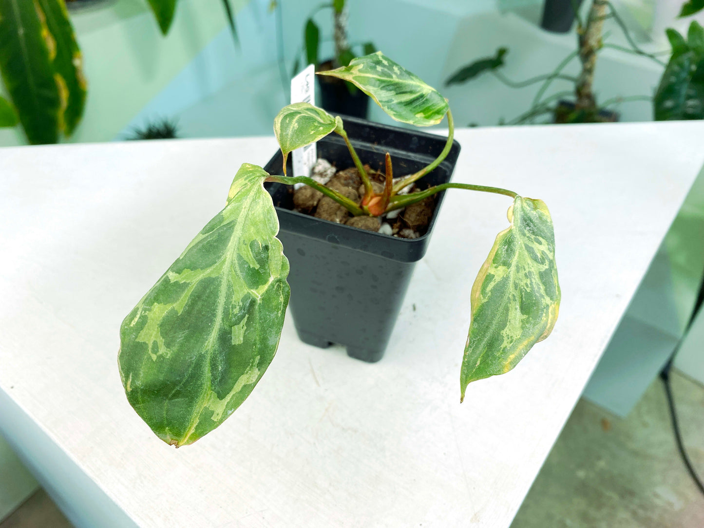 Philodendron gloriosum Variegated / mutation (3:L45) [1295] | US Seller | Rare Aroid | Exact Plant | In-Stock