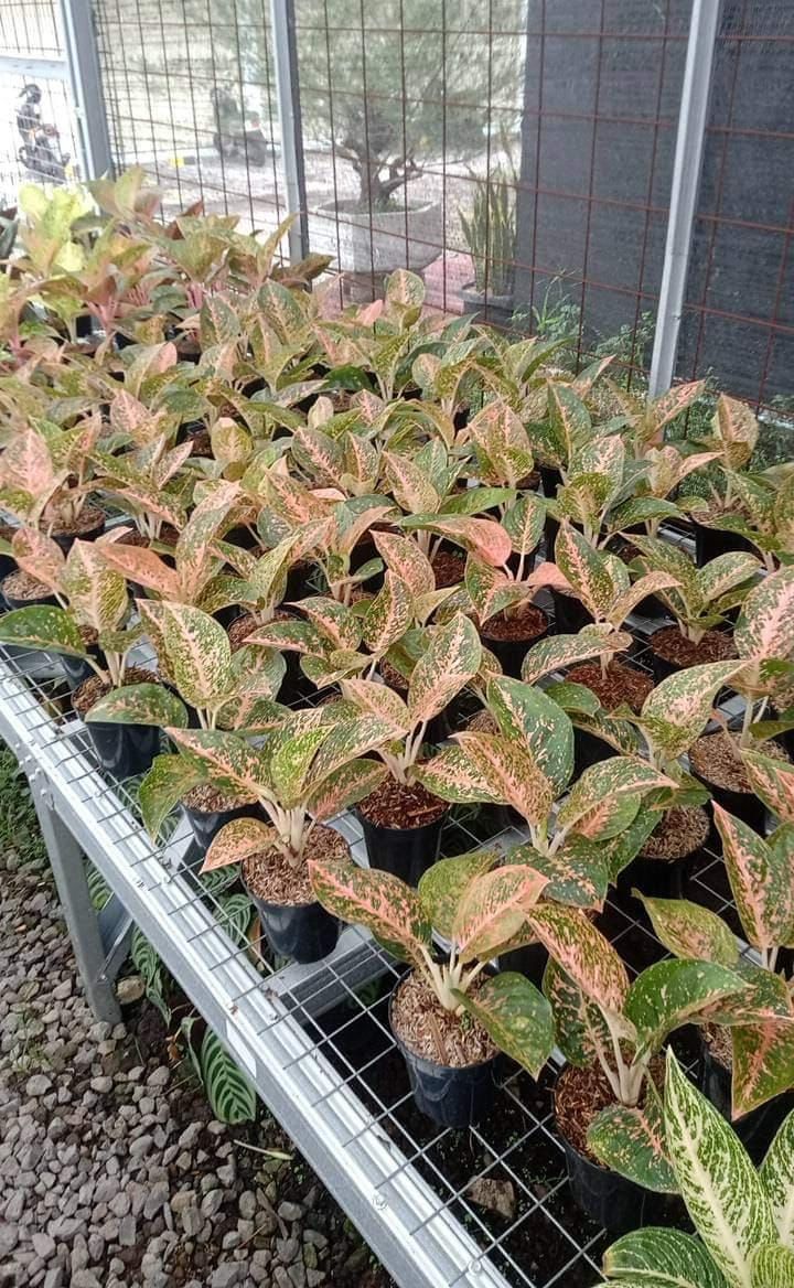 Aglaonema "Orange Stardust" variegated *Preorder* (3845P:G)