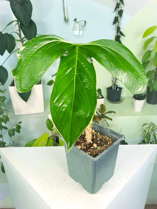 Anthurium pinkleyi (3:E1) [421] | Rare Aroid | Exact Plant