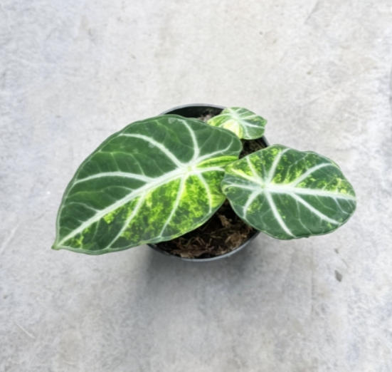66e77e22-d45a-4e62-b004-2797530039df.jpg