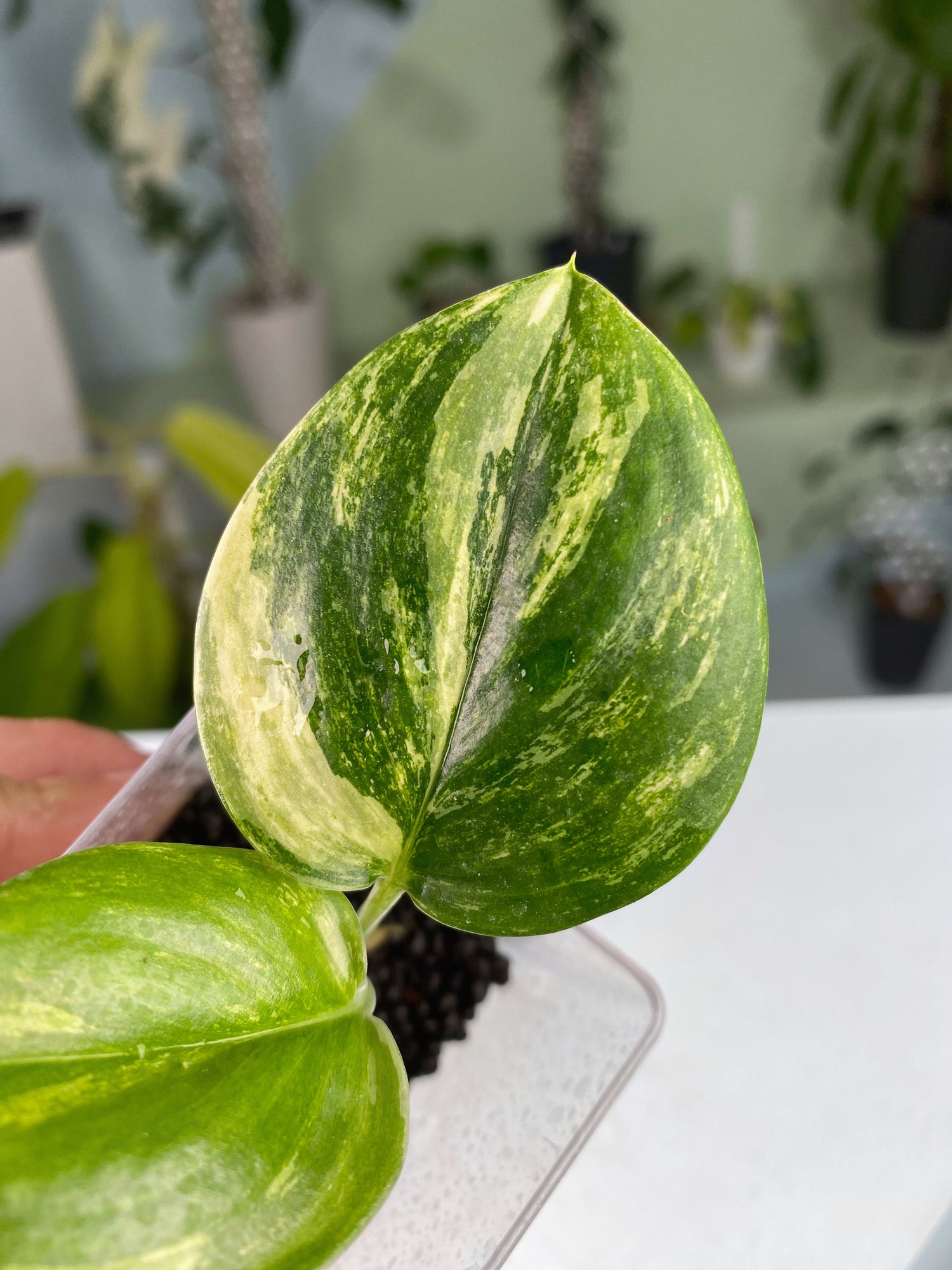 Scindapsus Variated Scindapsus