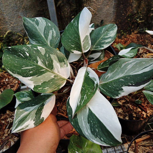 Philodendron "White Knight Marble" variegated Grower's Choice *Now In Stock* (5657P:3) | Rare Aroid