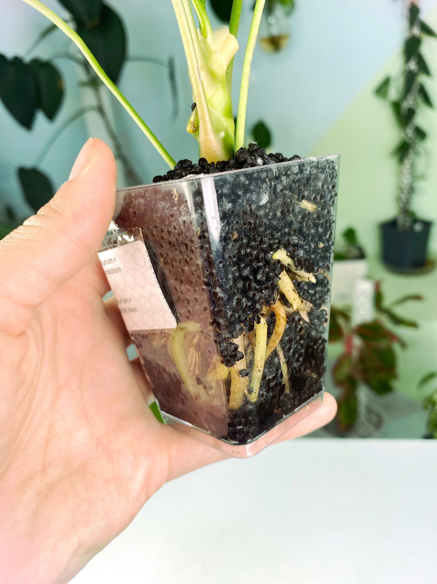 Anthurium × macrolobium (2:A3) [1487] | Rare Aroid | Exact Plant