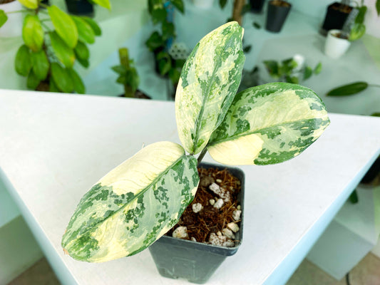 Aglaonema "Siam Jade" (3:B4) [548] | US Seller | Exact Plant | In-Stock