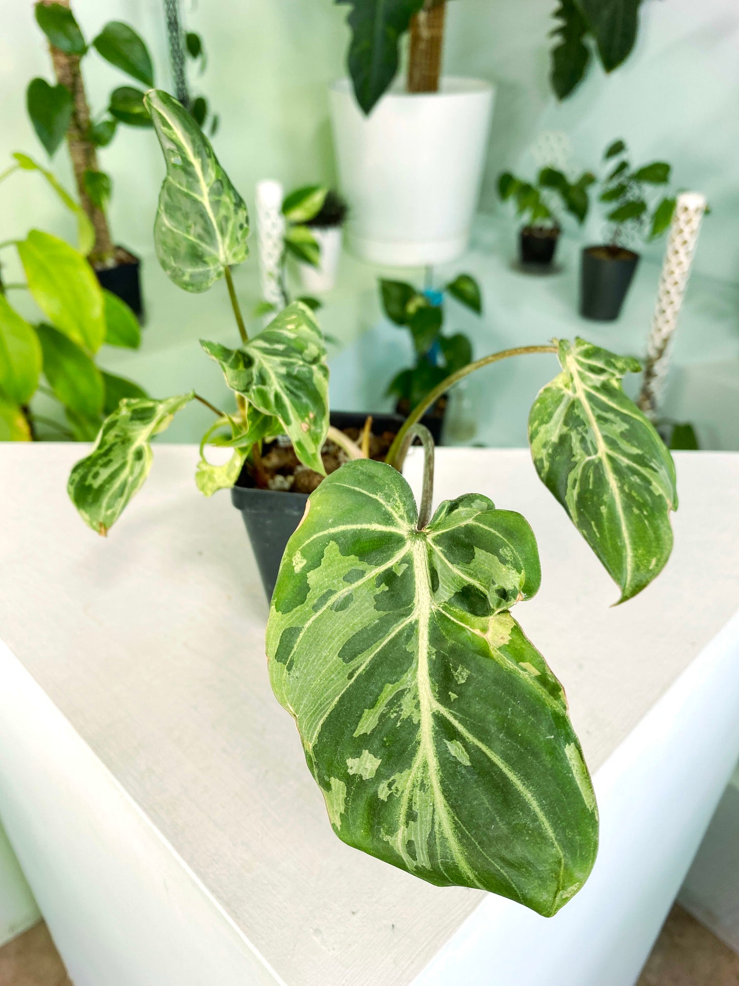 Philodendron gloriosum Variegated / mutation (3:L22) [1295] | US Seller | Rare Aroid | Exact Plant | In-Stock