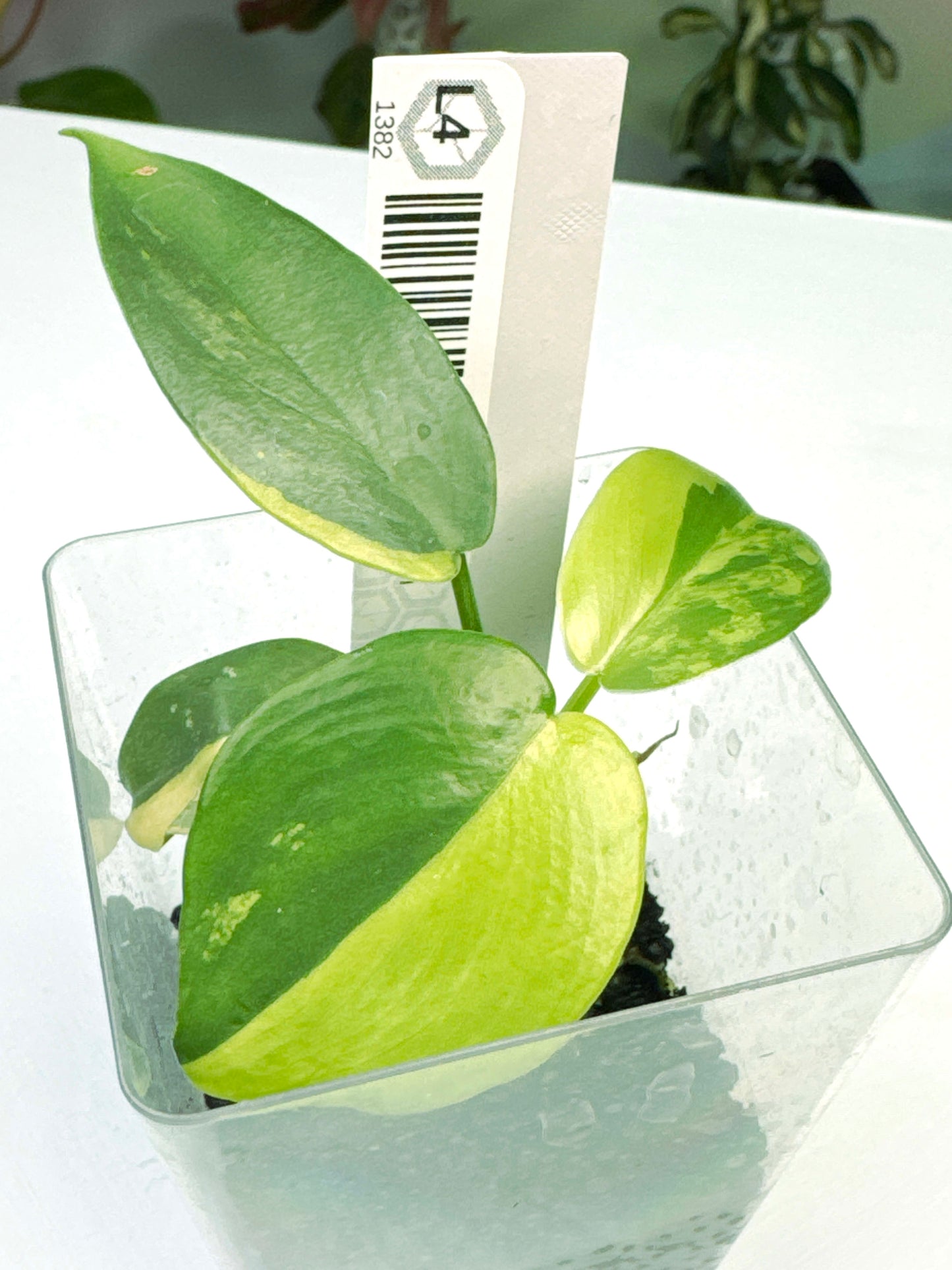 Philodendron bipennifolium variegated (3:L4) [1382] | Rare Aroid | Exact Plant