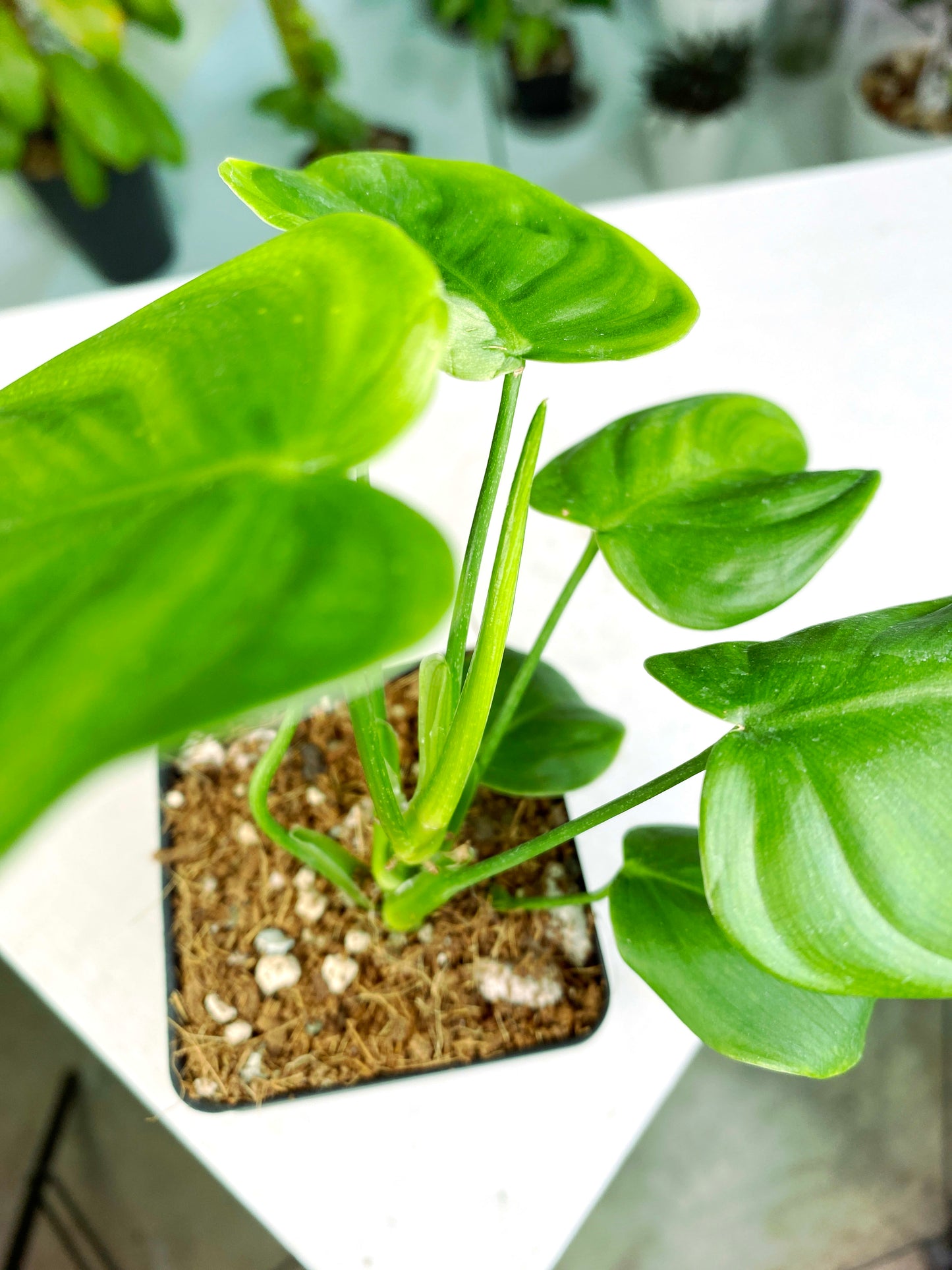 Philodendron tenue (3:D2) [1288] | US Seller | Exact Plant | In-Stock