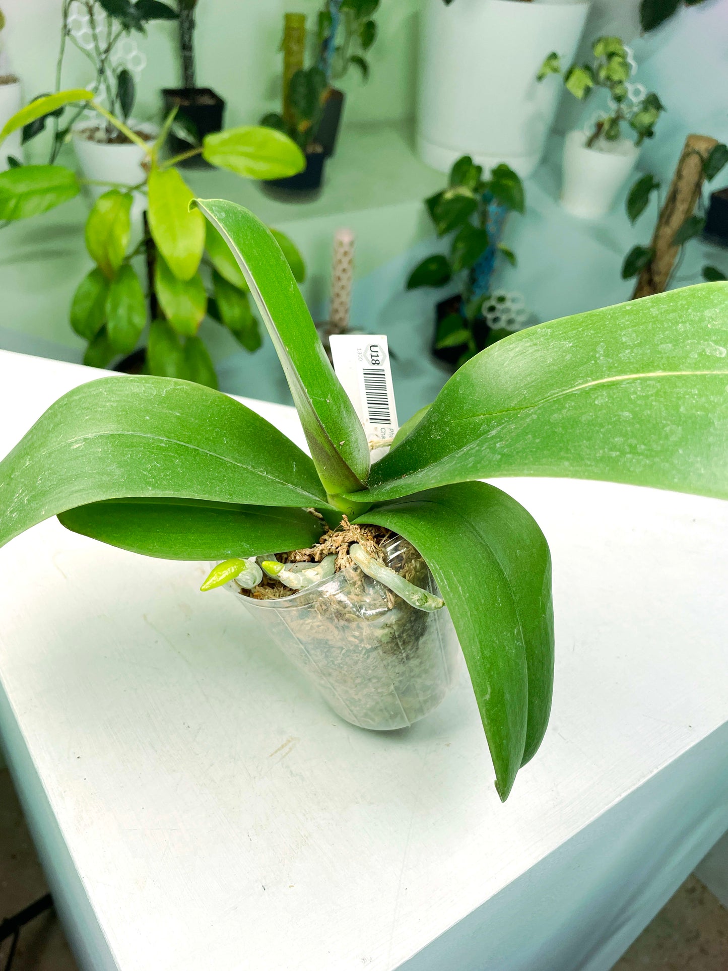 Phalaenopsis Star's Chanel (G:U18) [1300] | US Seller | Exact Plant | In-Stock