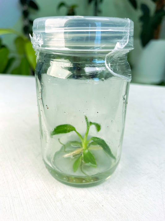 Philodendron spiritus-sancti (3:B6) [1391] | US Seller | Rare Aroid | Exact Plant | In-Stock