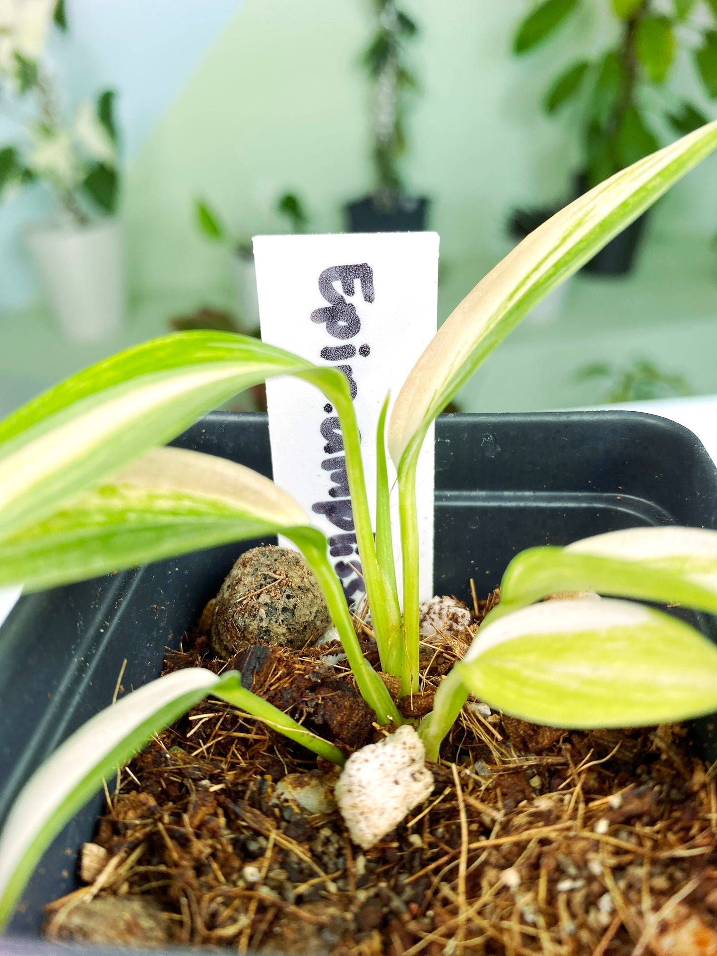 Epipremnum amplissimum variegata (3:L4) [662] | Rare Aroid | Exact Plant