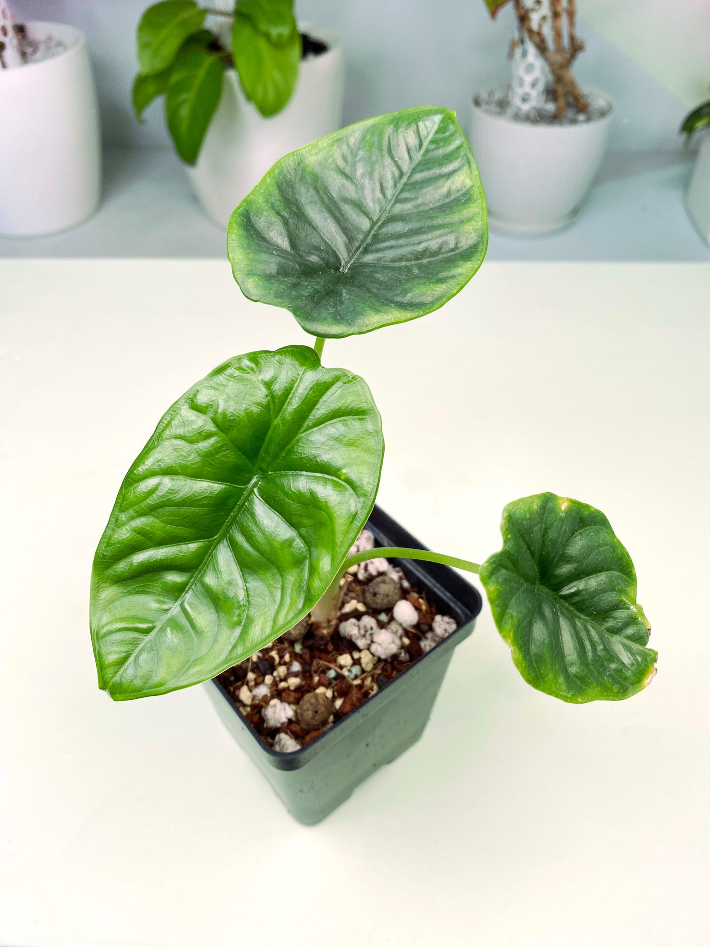 Rare Anthurium clarinervium / houseplant / NOID Bundle 5 (3:K115) [1250] | Exact Plant
