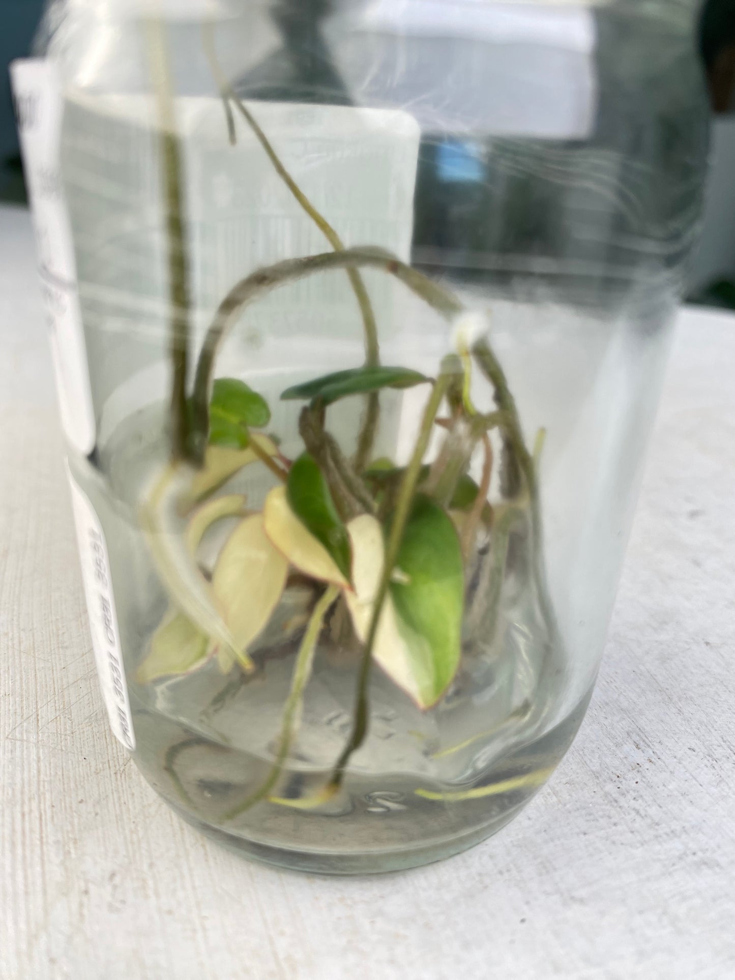 Philodendron billietiae variegated TC plantlet *Preorder* (3531P:1) | US-Based Seller | Rare Aroid