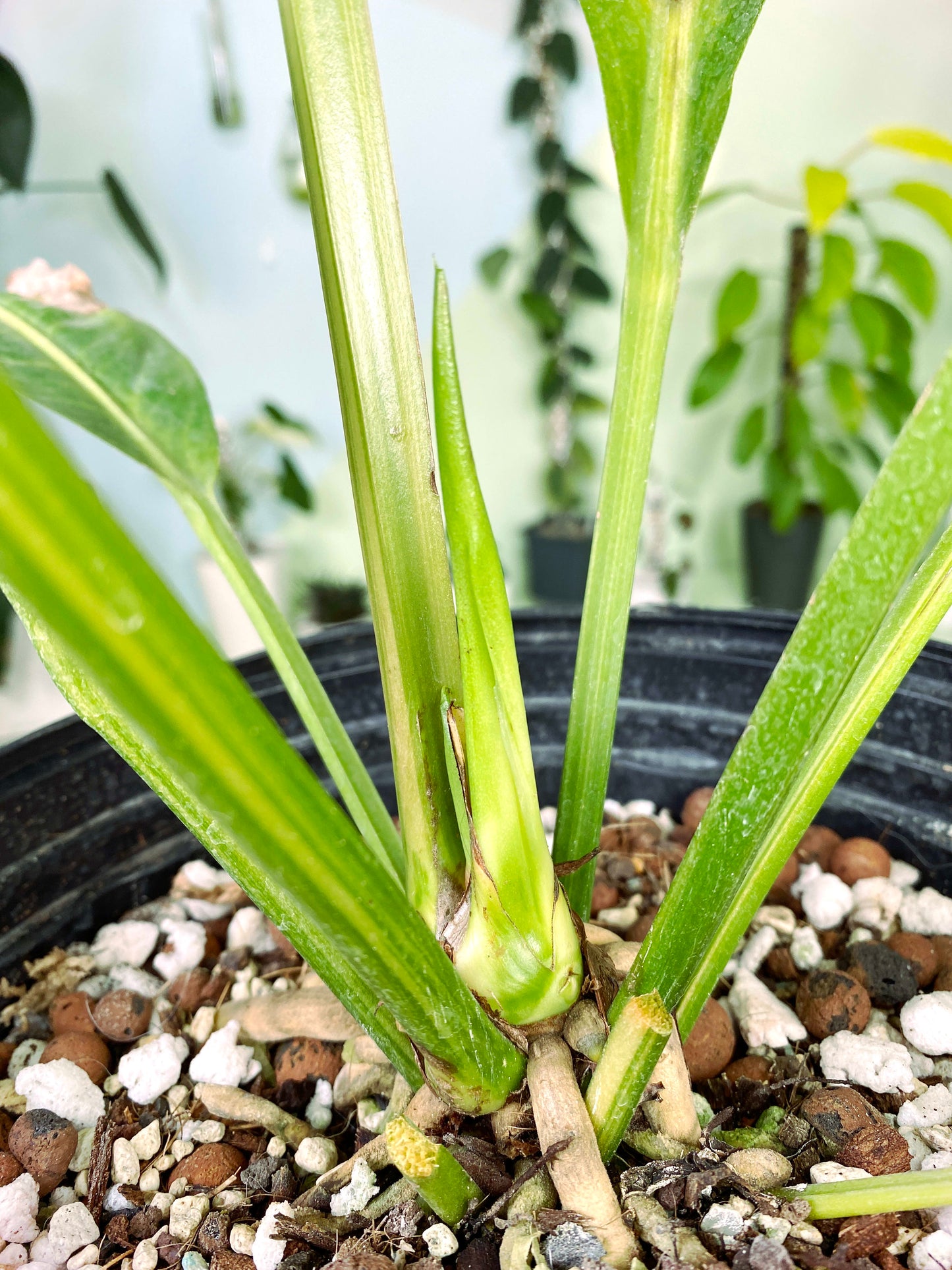 Anthurium Green Beauty variegata XXL (3:Z1) [728] | Rare Aroid | Exact Plant