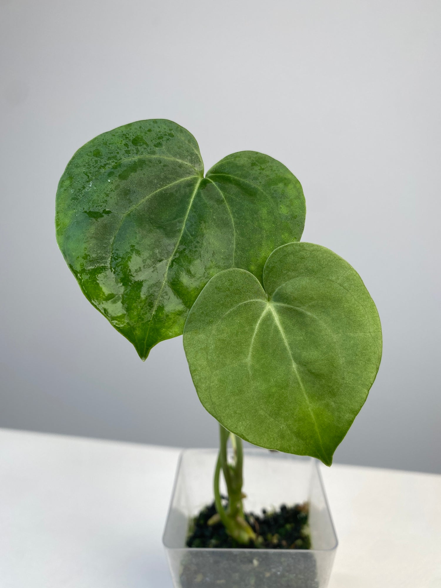 anthurium silver tiger Anthurium x Silver Tiger TC Plantlet Grower's Choice *In Stock*