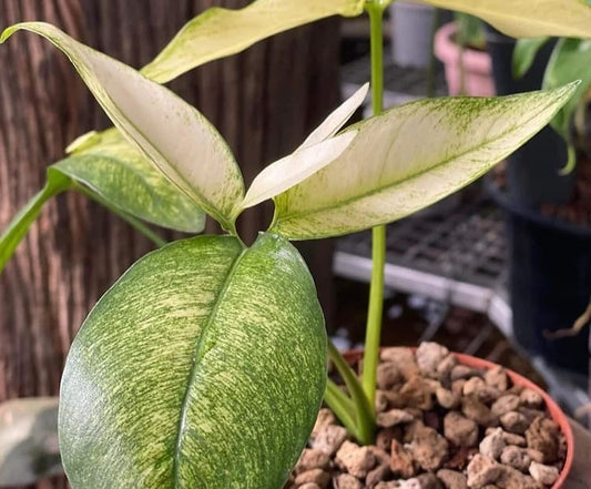 Philodendron goeldii "Mint" variegated TC Plantlet *Preorder* (3314P:3) | US-Based Seller | Rare Aroid