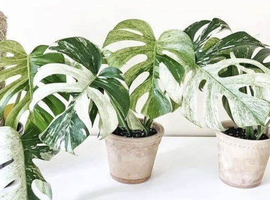 Monstera deliciosa "Mint" variegated TC Plantlet *Preorder* (3317P:2) | US-Based Seller | Rare Aroid