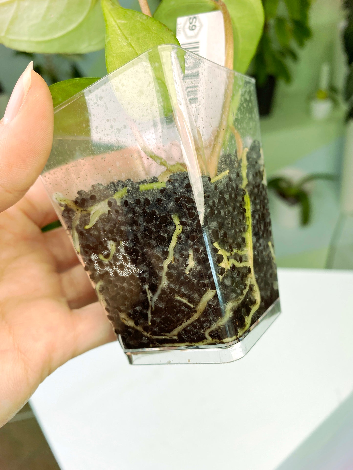 Anthurium papillilaminum × portillae (3:S9) [1385] | Exact Plant