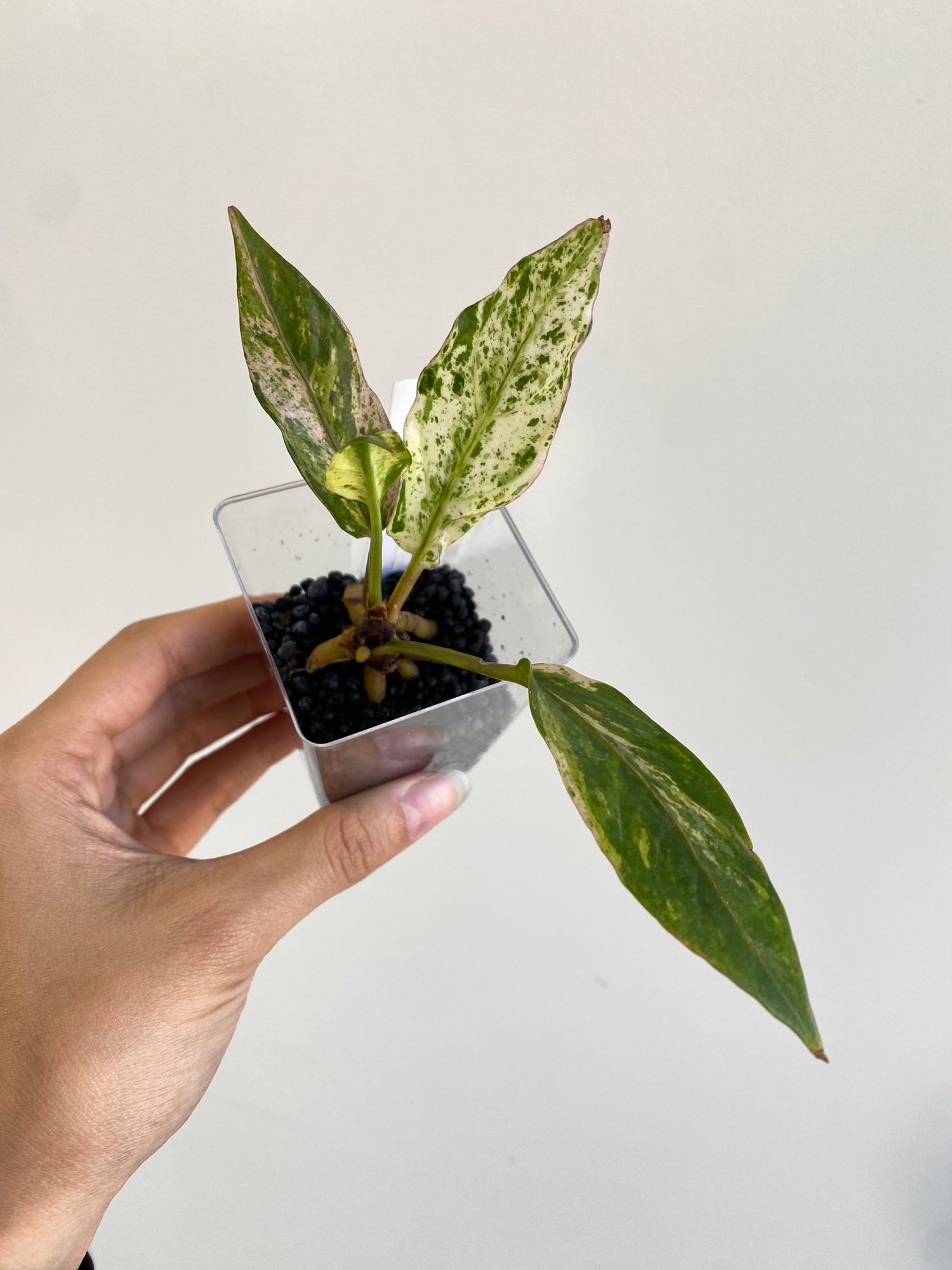 anthurium hookeri pink Anthurium hookeri pink variegated TC Plantlet Grower's Choice *In Stock* Acclimated (Premium) (In Stock)
