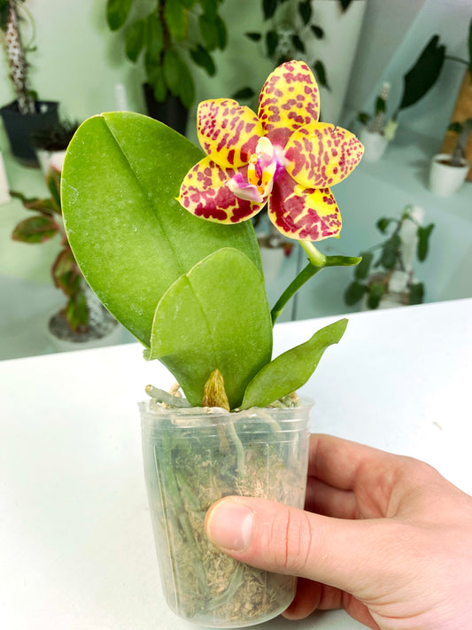 Phalaenopsis Sogo Pony In spike (G:X1) [1545] | Rare Orchid | Exact Plant