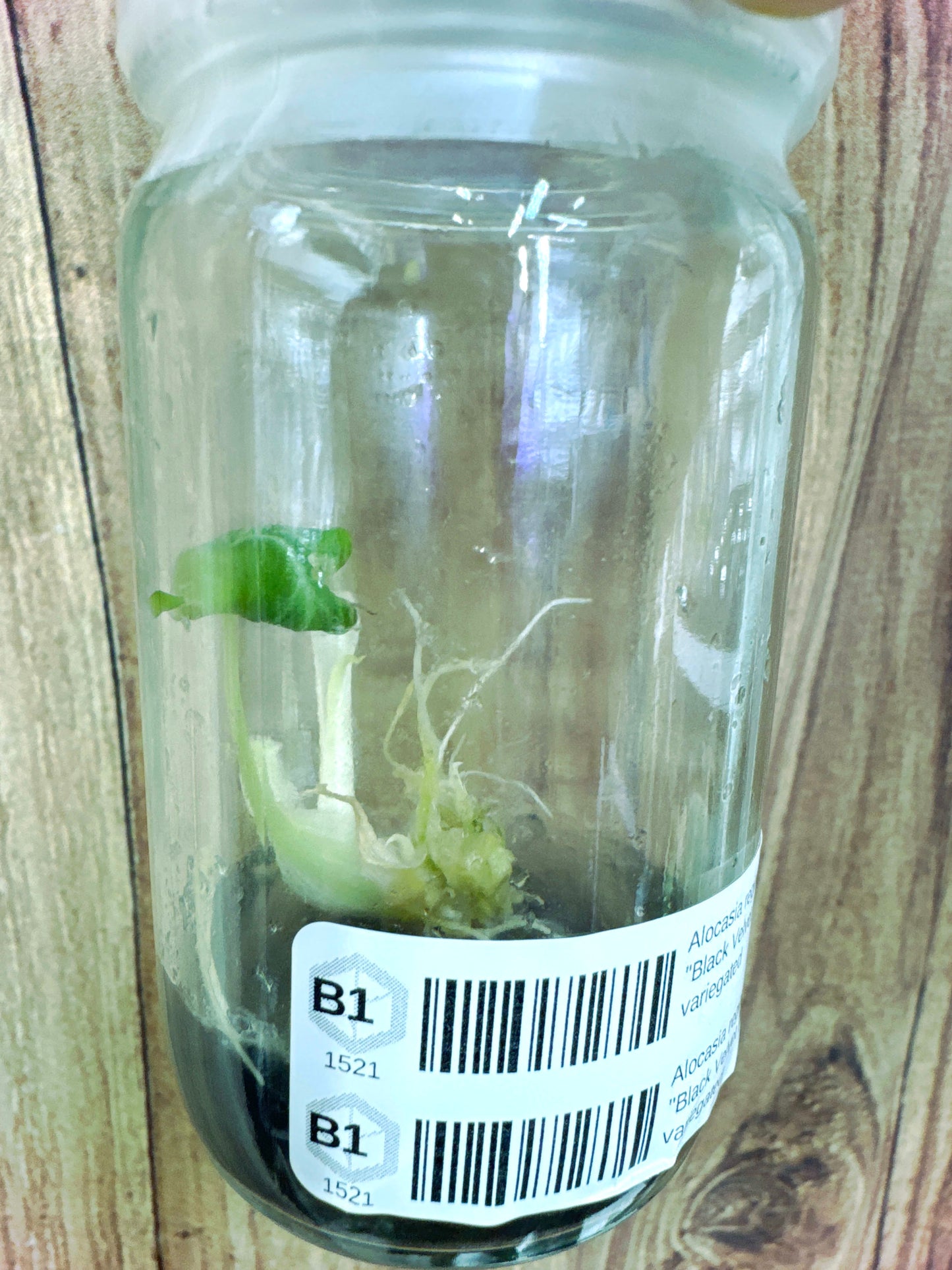 Alocasia reginula "Black Velvet Pink" variegated TC Plantlet (2:B1) [1521] | Rare Aroid | Exact Plant