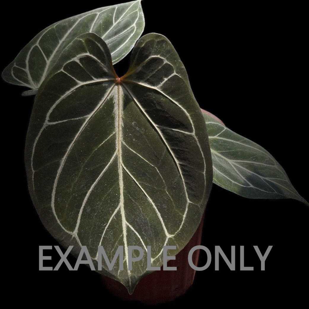 Anthurium "King of Spades" x "Red Crystallinum" SM (3:J3) [1338] | Rare Aroid | Exact Plant