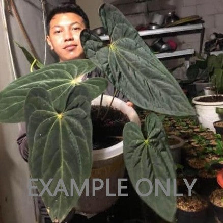 Anthurium papillilaminum X-One hybrid SM (3:K16) [1339] | Rare Aroid | Exact Plant