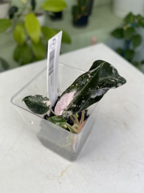 Alocasia "Pink Polly" variegated TC plantlet *Preorder* (3316P:3) | US-Based Seller | Rare Aroid