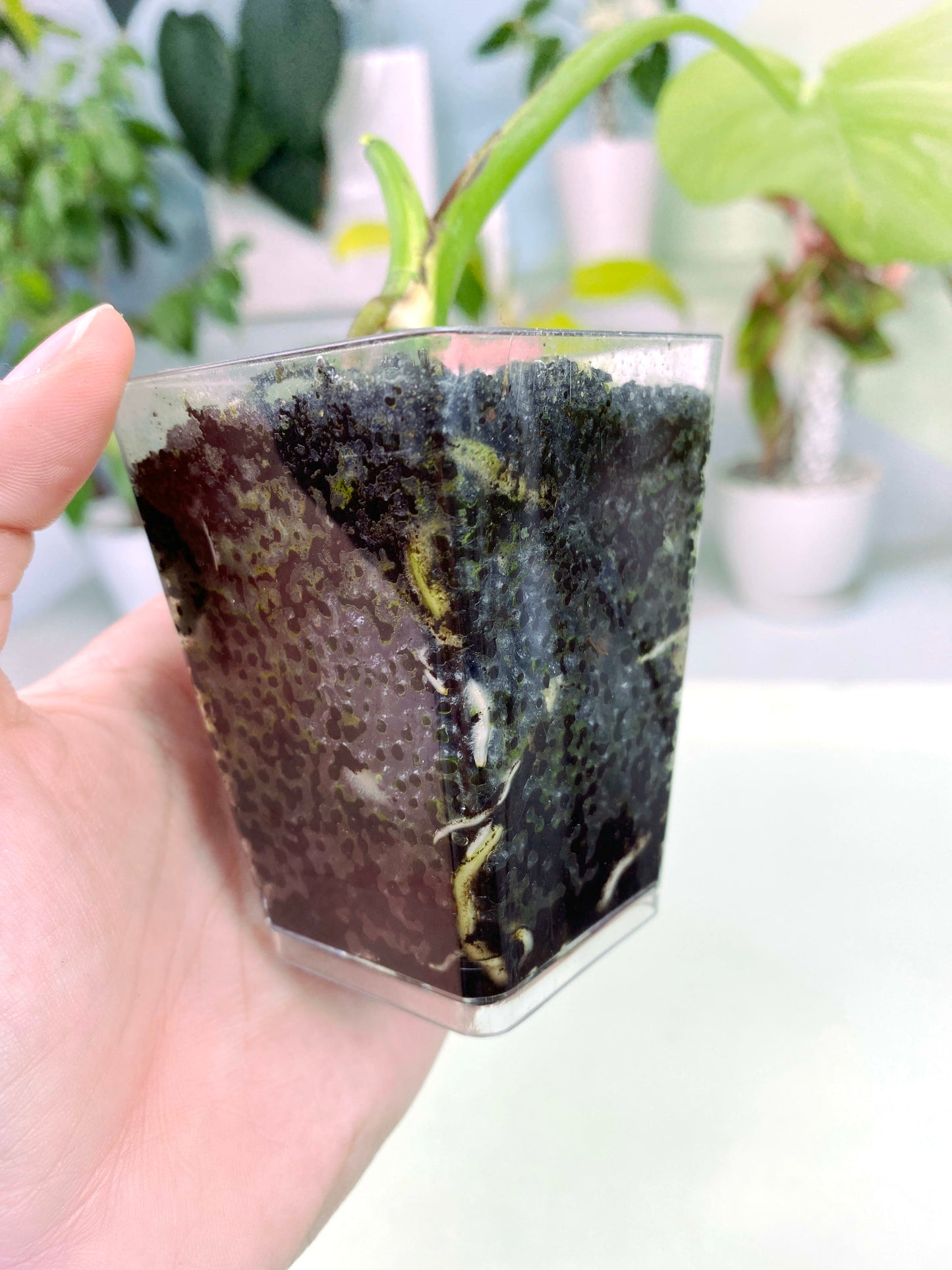 Monstera deliciosa "Aurea Marmorata" variegated Cutting (3:B1) [1437] | Rare Aroid | Exact Plant