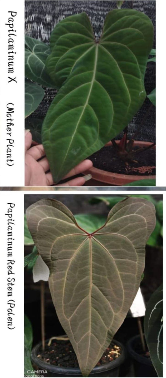 Anthurium "Red Crose" Grower's Choice *Now In Stock* (5888P:G) | Rare Aroid