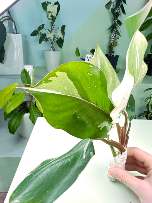 Philodendron "White Knight Marble" variegated (2:R3) [1481] | Rare Aroid | Exact Plant