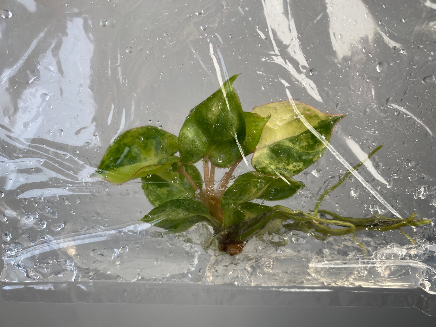 philodendron billietiae variegated price Philodendron billietiae variegated TC Plantlet Grower's Choice *In Sto – OrchidBox