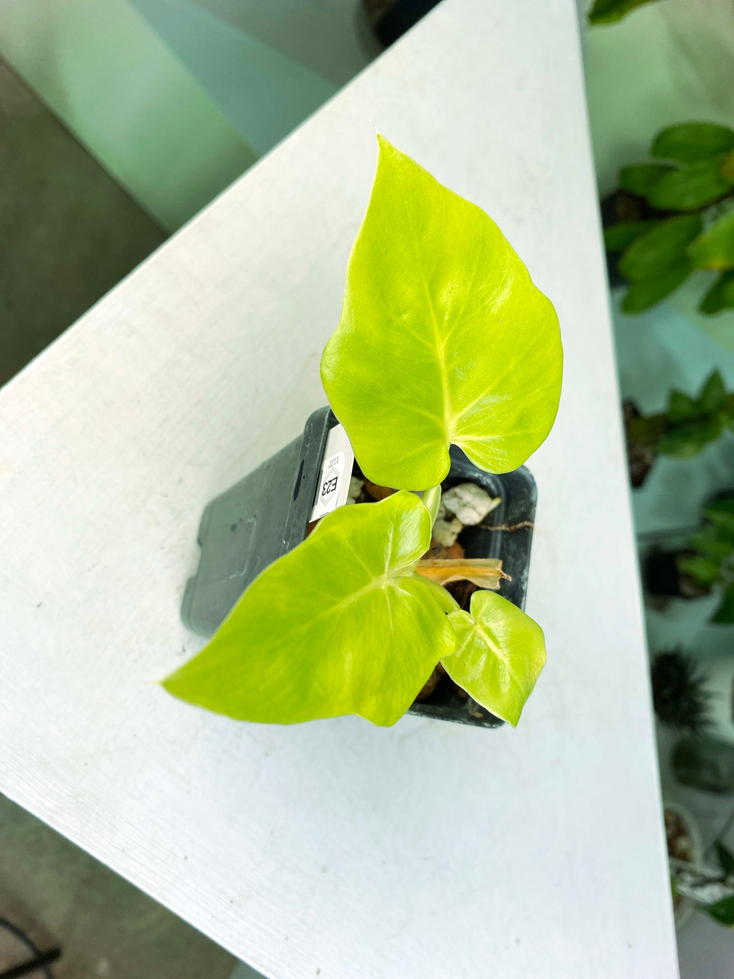 Philodendron warscewiczii "Aurea Flavum" (3:E23) [1122] | US Seller | Exact Plant | In-Stock