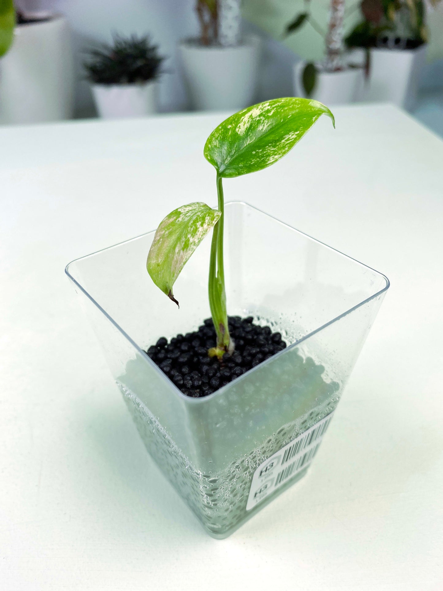 Monstera deliciosa "Mint" variegated (3:H3) [1395] | Rare Aroid | Exact Plant