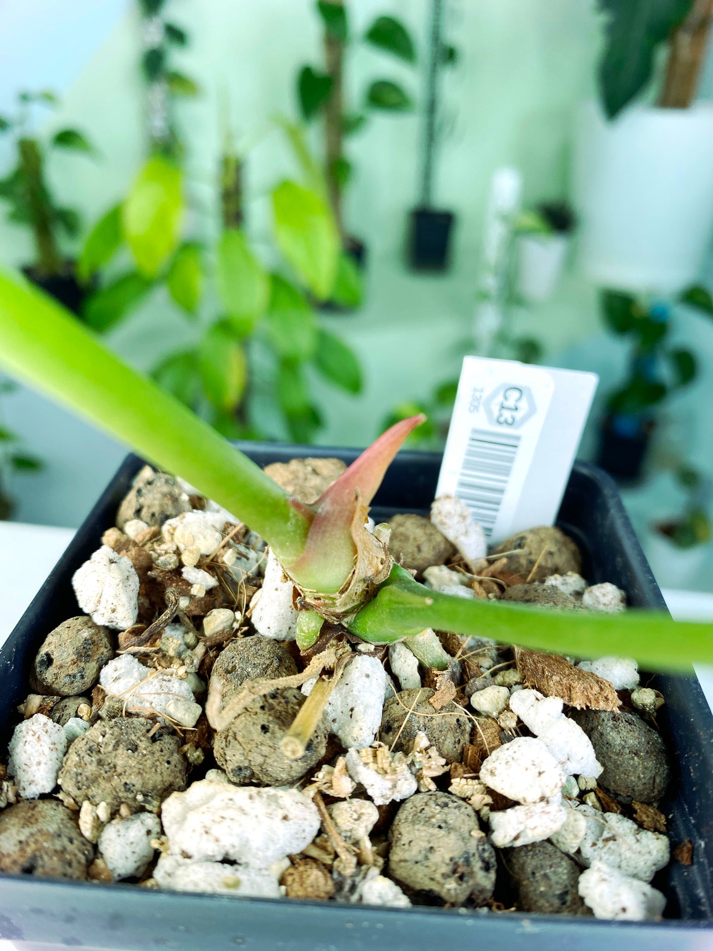 Anthurium forgetii (3:C13) [1305] | US Seller | Rare Aroid | Exact Plant | In-Stock